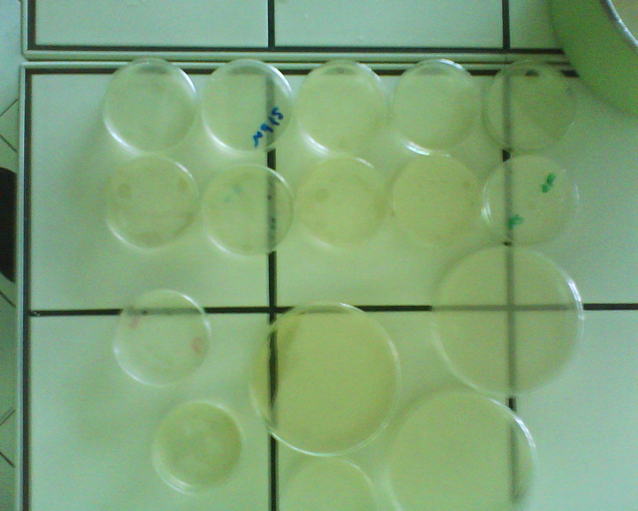 coupoles de g&eacute;l&eacute;tine